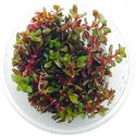 Eco Plant - Rotala Rotundifolia RED - in vitro plant small cup